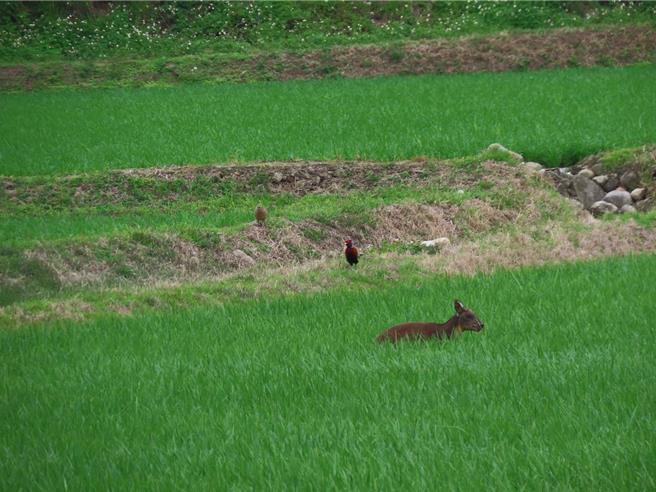 保育類長鬃山羊25日出現在台東縣關山鎮。（熊良心生態公司提供／蔡旻妤台東傳真）