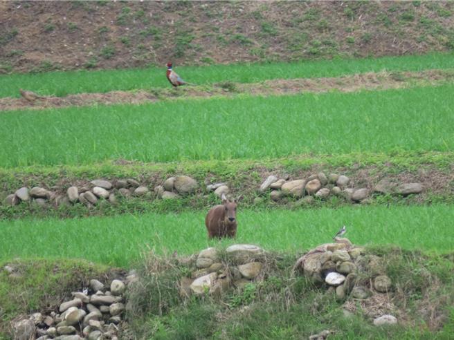 保育類長鬃山羊25日出現在台東縣關山鎮。（熊良心生態公司提供／蔡旻妤台東傳真）