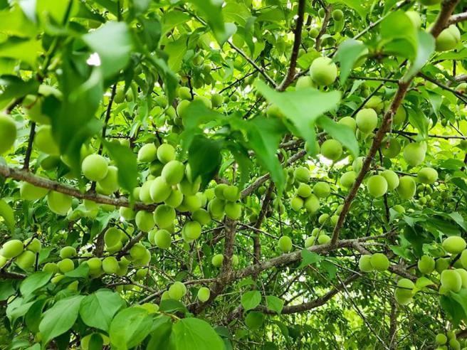 梅子开启高雄水果序曲。（图／高雄市农业局）