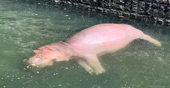 壽山動物園明星河馬香香側躺在池中一動也不動，讓人誤以為發生意外。（翻攝自Shou Shan Zoo 壽山動物園臉書）