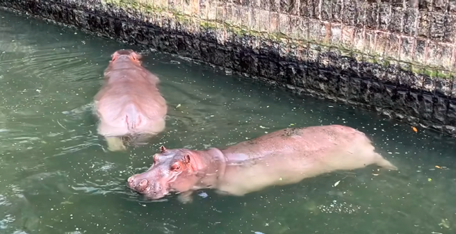 壽山動物園說明，要想看到河馬浮屍的畫面，可趁周四下午15時許前往參觀，不過不保證每周洗水池的時間固定。（翻攝自Shou Shan Zoo 壽山動物園臉書）