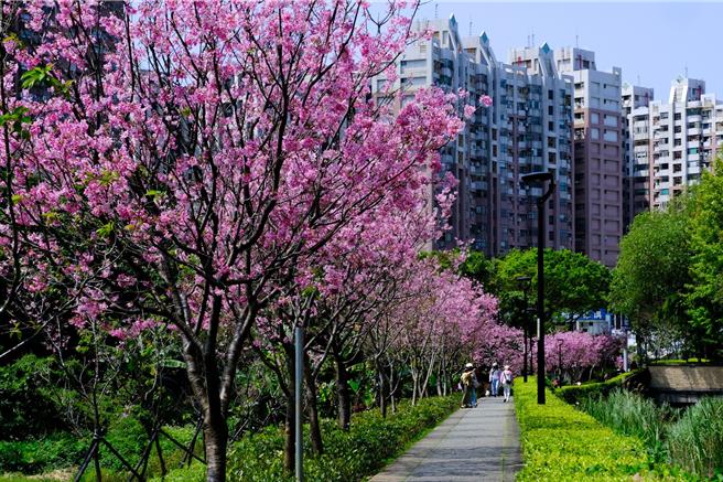 北投子溪畔步道约有900公尺的范围种植上百棵樱花树，每年3月中旬便会呈现樱花盛开的美景。（新北市淡水区公所提供／吕健豪新北传真）