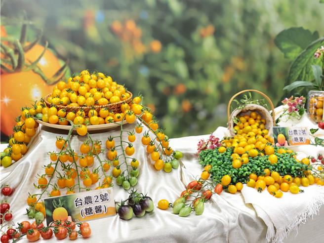 為減緩高溫逆境對番茄生產所造成的影響，農業部農試所歷時8年育成新品種「台農2號」（糖馨番茄），在冷涼季節與高溫期生產相對穩定；農試所26日舉辦新品發表，提供民眾採購與農民種植新選擇。（農試所提供／潘虹恩台中傳真）