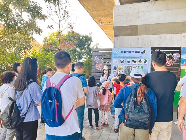 台灣紫斑蝶每年清明前飛至雲林縣林內鄉，「台灣紫斑蝶生態保育協會」25日在觸口觀察到紫斑蝶先遣部隊，將持續舉辦紫斑蝶生態解說活動，共同永續紫斑蝶生態。（陳瑞祥提供／張朝欣雲林傳真）