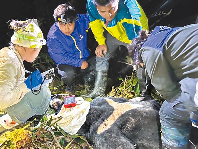 台湾黑熊误触套索陷阱，受困于台东县延平乡永康产业道路旁林地，野湾野生动物保育协会人员现场进行紧急医疗处置，永康黑熊栖地巡守队队员全程在场协助。（林业保育署台东分署提供／萧嘉蕙台东传真）