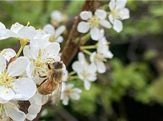 荔枝、龍眼連4年因氣溫成災 彰縣果農成氣候變遷首批災農