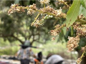 台灣2月均溫較往年高1.2度 荔枝、龍眼不開花列救助