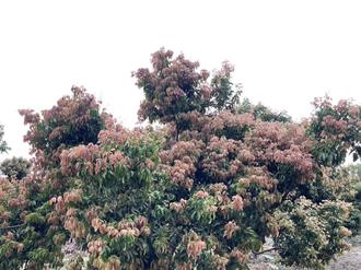 荔枝龍眼災損現金救助 中市加碼補助復耕資材1萬元