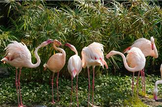 台北市立動物園4月起普通票升至100元 新增60元市民票