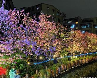 新北土城粉色樱花海来袭 赏樱坐捷运即可轻松抵达
