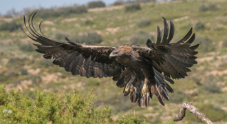 「猛禽之王」不讲武德 偷袭郊狼就算了 还二打一