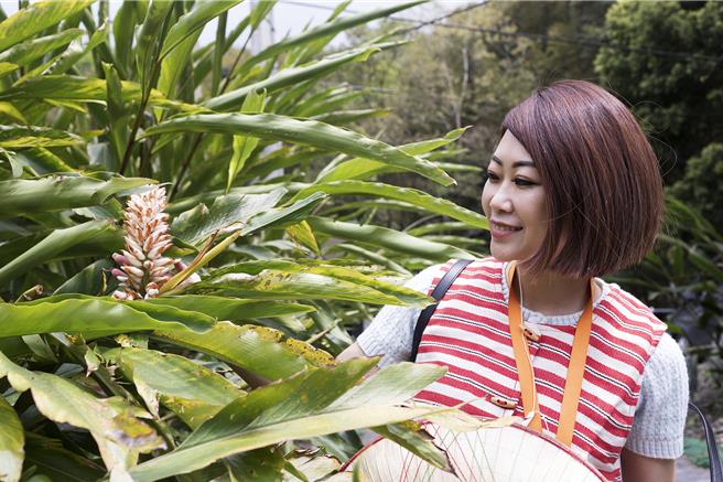 新竹縣政府推出「新竹走走」新路線，讓遊客認識尖石那羅部落種植的各種品月桃，可製作純天然的月桃精油和純露。（羅浚濱攝）