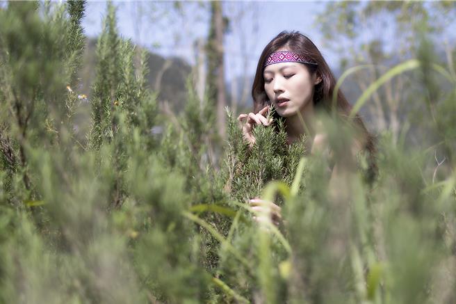 新竹縣政府推出「新竹走走」新路線「尖石走走」，遊客體驗在迷迭香草叢中聞香。（羅浚濱攝）