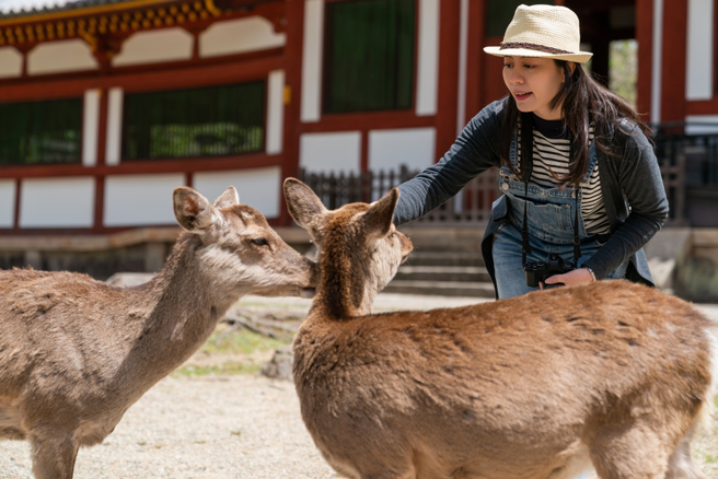 因鹿只数量过多，奈良县政府考虑扩大驱除扑杀范围。（示意图。图：shutterstock/达志）