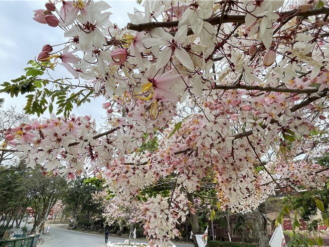 南化区玉山宝光圣堂周遭的花旗木盛开，花团锦簇，美景宜人。（宝智华摄）