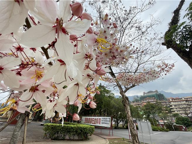 玉山宝光圣堂周遭8公顷地区种了300多株花旗木。（宝智华摄）