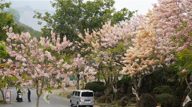 花旗木夹道绽放。（宝智华摄）
