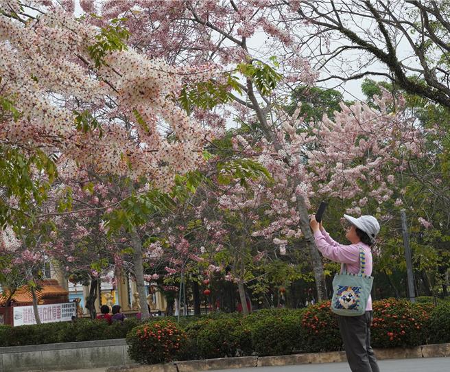 花旗木盛开美景吸引许多游客驻足拍照。（宝智华摄）