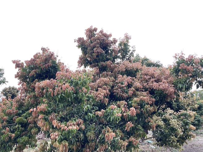 台中市荔枝及龙眼今年因气候异常，导致花芽分化及花序形成情形不佳，经农政单位会勘认定，已达农业天然灾害救助标准。（台中市政府提供／张妍溱台中传真）