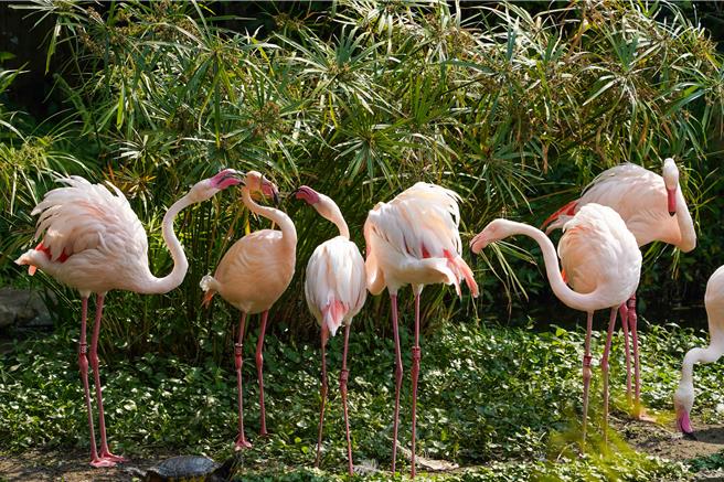 台北市立动物园门票自4月1日起调涨，包含普通票调整为100元、优待票50元、团体票70元，并新增台北市民票60元。（台北市立动物园提供／刘彦宜台北传真）