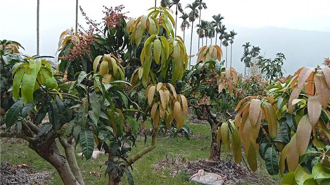 受到氣候影響，六龜區芒果花開僅2-3成。（林雅惠攝）