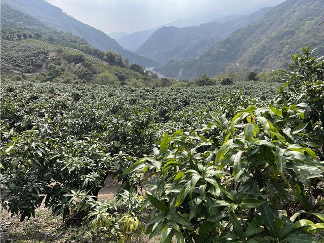 受到氣候影響，桃源區芒果開花不到1成。（林雅惠攝）
