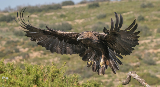 美国犹他州沙漠区出现郊狼正在觅食，2只金鵰发现后前来抢夺，三两下就赶跑对手。(示意图:shutterstock/达志)