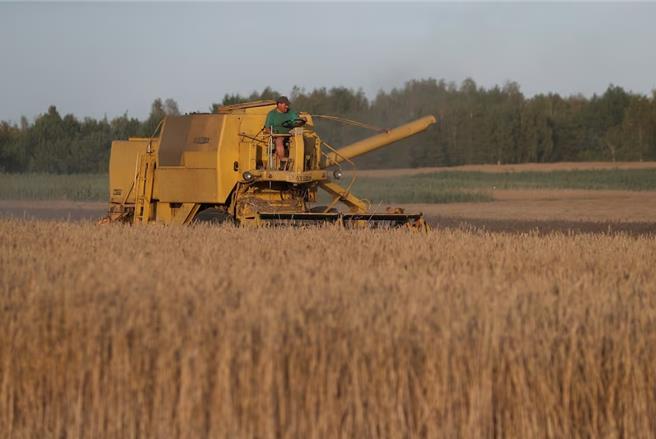 波兰的农民收穫谷物（路透社）
