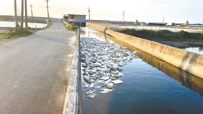 彰化县大城乡海堤及排水沟惊见大量鸭尸，县府相关单位派员打捞清理及消毒。（彰化县政府提供／孙英哲彰化传真）