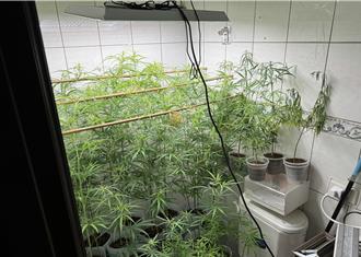 新竹男上網自學私設大麻農場    來不及採收就被抄     專業手法曝光