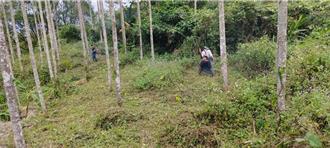 雲林古坑螢火蟲季開跑  最佳賞螢期4月至6月還可看星星