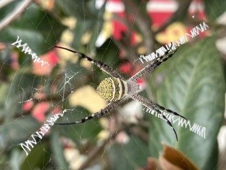 佛寺蜘蛛網「驚現英文字」 信眾驚喜笑稱來祝壽的