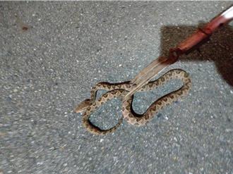 天氣熱毒蛇紛出動 若「不慎咬傷」消防：別用嘴吸