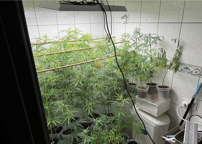 叶姓男子在自宅设置温室栽种大麻被警方查获。（新竹县警局提供／罗浚滨新竹传真）