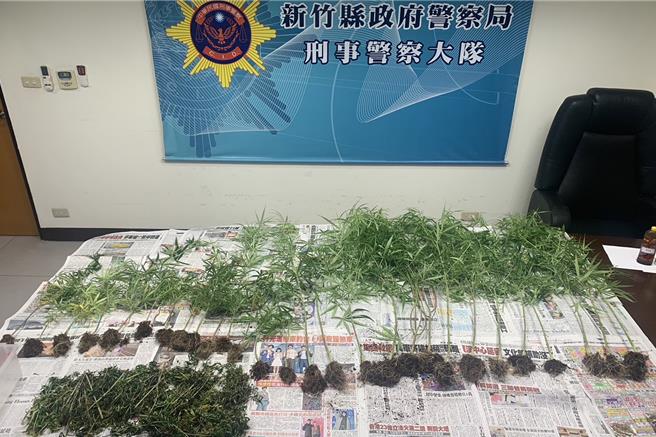 叶姓男子在自宅设置温室栽种大麻，警方查获查获大麻植株28株。（新竹县警局提供／罗浚滨新竹传真）