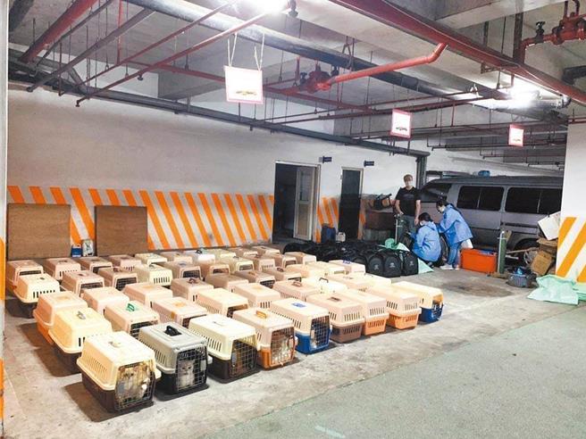 新北市籍「顺发886」渔船走私、害154只名种猫「安乐死」，引爆全台猫奴怒火，走私主嫌张芳溢曾是海巡署北部地区机动海巡队员，一审遭判1年6月，他不服上诉。高等法院高雄分院28日宣判，幕后金主、共犯郭姓男子皆认罪、获从轻改判，但张芳溢仍不认罪，维持原判1年6月，可上诉。（本报资料照片）