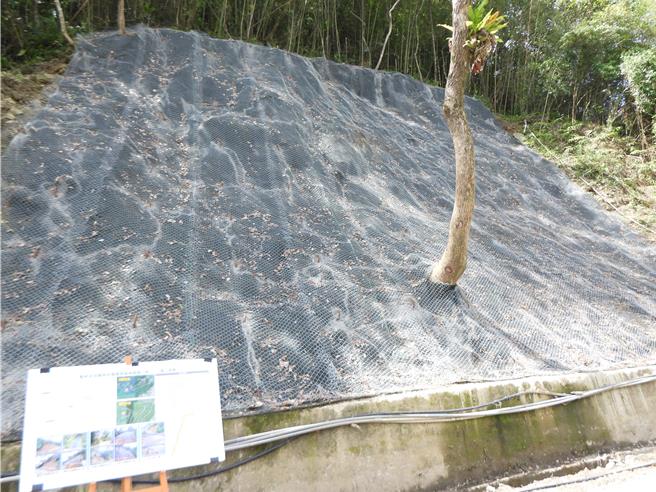 花莲吉安乡枫林步道及向阳步道各有边坡因去年风灾坍方，乡公所第一时间虽已恢復通行，但考量整体安全隐忧，今年1月利用逾211万灾害预备金，投入边坡改善工程，维护使用者的安全；图为枫林步道边坡。（罗亦晽摄）