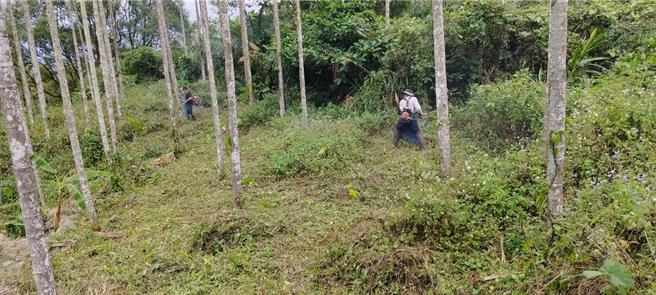 古坑乡华山村为了復育萤火虫，槟榔园採人工除草取代喷洒农药。（华山村办公室提供）