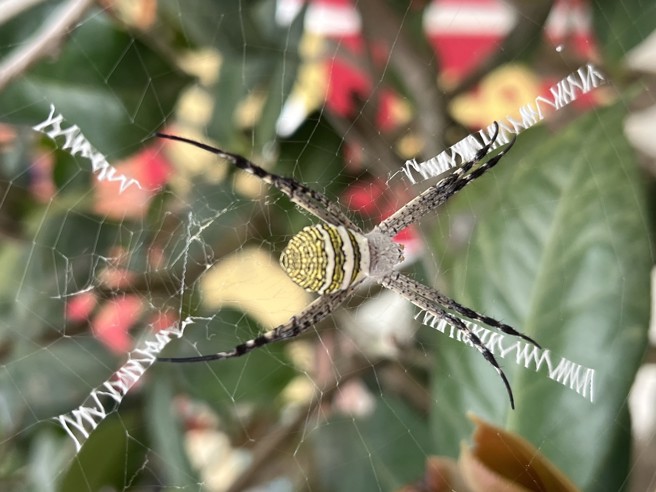 彰化县社头乡清水岩寺28日有信徒发现寺前茶树上长圆金蛛的蜘蛛网有英文字母图样。（民眾提供／孙英哲彰化传真）