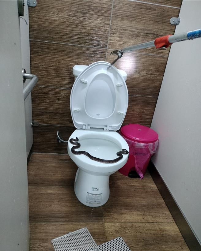 1條蛇盤據在馬桶上，嚇壞到公園遊憩的民眾。（新北市動保處提供）