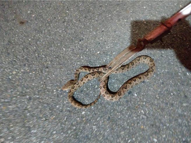 天氣近日轉熱，桃園龜山消防分隊日前1日內就出勤2件毒蛇咬傷案件，並捕獲2條龜殼花。提醒民眾出門務必注意，若不慎被毒蛇咬傷，最好記得外觀、特徵或是拍下照片供醫護人員辨識，為避免感染，也不要用嘴巴吸出毒液。（消防提供）