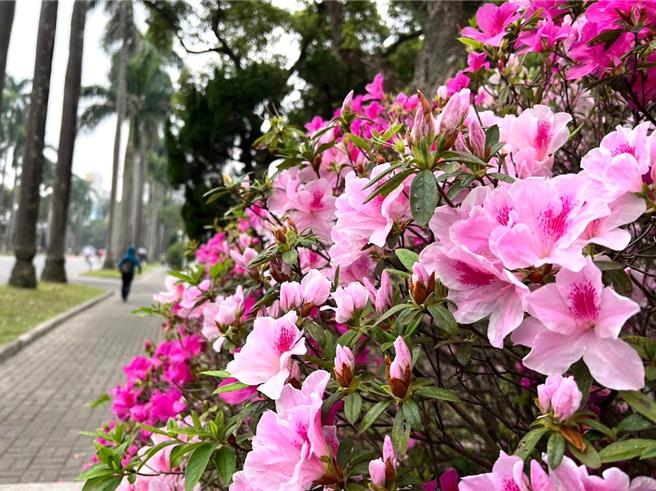 捷丝旅臺大尊贤馆座落于全台第一学府台湾大学旁，适逢台大杜鹃花节盛会，万株杜鹃花开满校园。(翻摄自台大杜鹃花节官网)