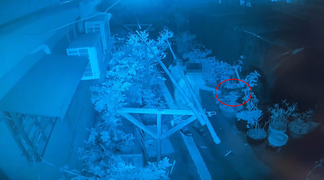 有网友发现自家后门种的树被砍断，看了监视器画面后，竟然有2名疑似国中生的青少年，持西瓜刀到处乱晃挥砍。（图／翻摄自脸书爆怨公社）