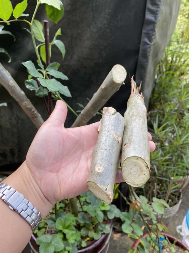 有网友发现自家后门种的树被砍断，看了监视器画面后，竟然有2名疑似国中生的青少年，持西瓜刀到处乱晃挥砍。（图／翻摄自脸书爆怨公社）