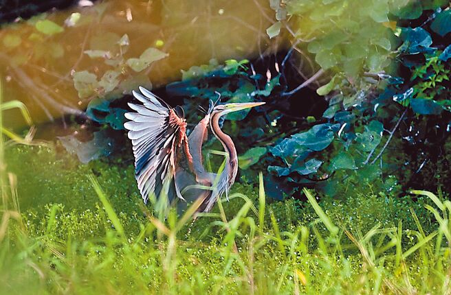 台湾稀有冬候鸟「紫鹭」继2023年首次现身台东市海滨公园沼泽溼地后，相隔1年旧地重游，豪气展翅，一身绚丽的繁殖羽，吸引眾鸟友争睹风采。（萧嘉蕙摄）