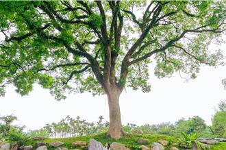 搶救老樹20年打造生態教育園區  提供社區交流聚點