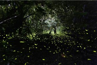 北橫賞螢季來了！桃園推「追螢火蟲地圖」必收藏