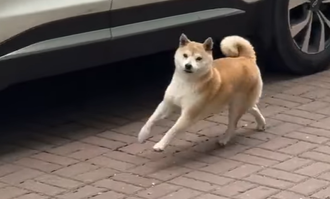 可愛柴柴為了吃 樂跳「滑步舞」！網笑喊：狗都比我絲滑