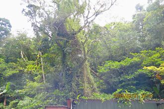 陳由豪債留台灣 18筆土地將法拍