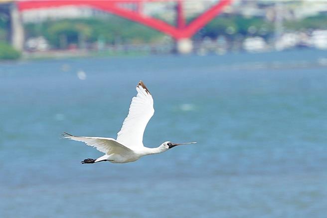 展翅高飞的黑面琵鹭。（新北市高滩处提供／张铠乙新北传真）